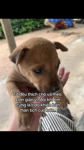 de thuong #xuhuong #typ #tamtrang #thucung #yeudongvat 