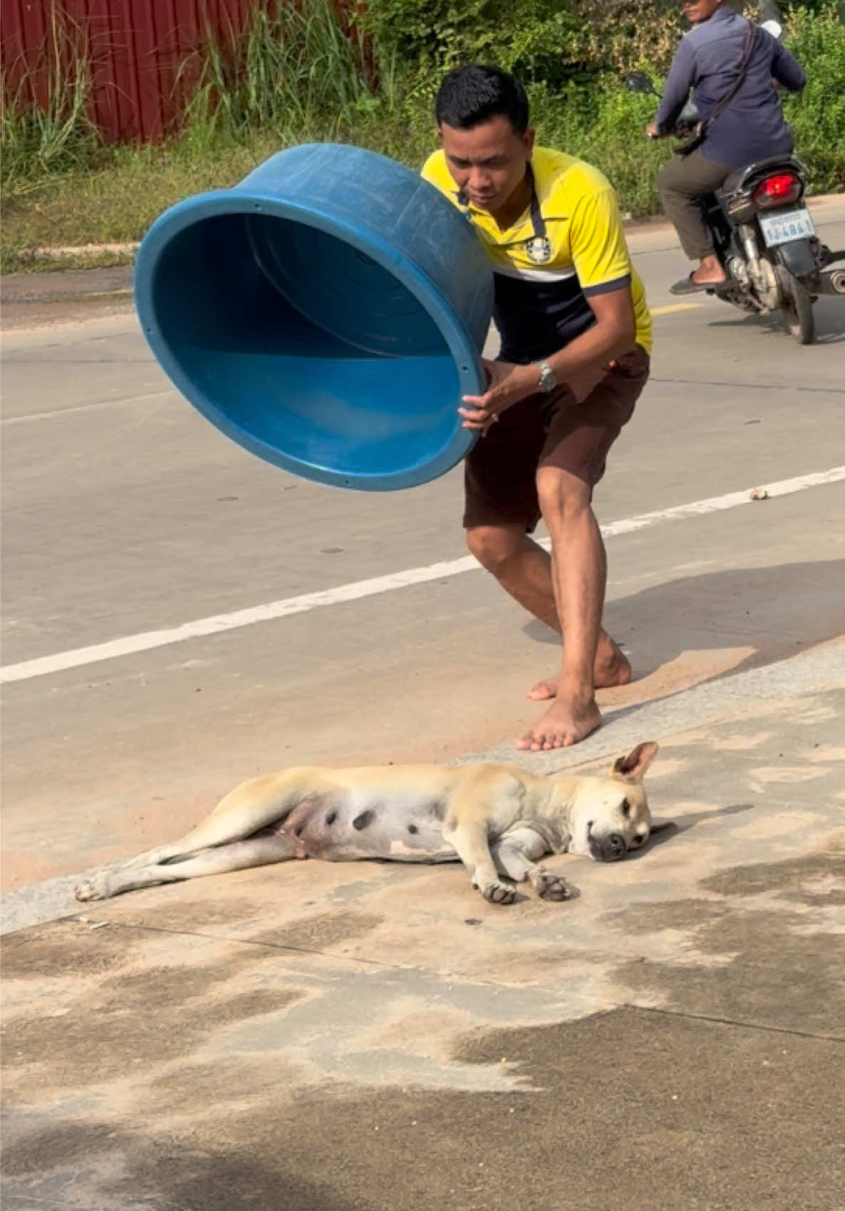 Prank Plastic Cover Sleep Dog until Dog could not move out #Lion #funnyprank #tiktok #comedyvideo #aura 