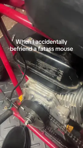 He lowkey chill #mouse #cheese 