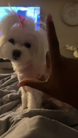 Love #maltese #puppy #puppiesoftiktok #foruoupage 
