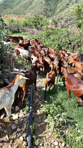 #الشعب_الصيني_ماله_حل😂😂 #مشاهير_تيك_توك #اكسبلور #foryoupage #foryou 