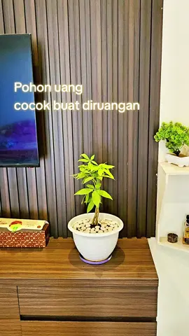 pohon hias pachira #fyppppppppppppppppppppppp #pohonhias #pachira 