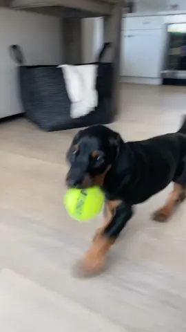 I love Storm but I don’t miss the puppy stage 😭😭  #doberman #puppy #dogsoftiktok 