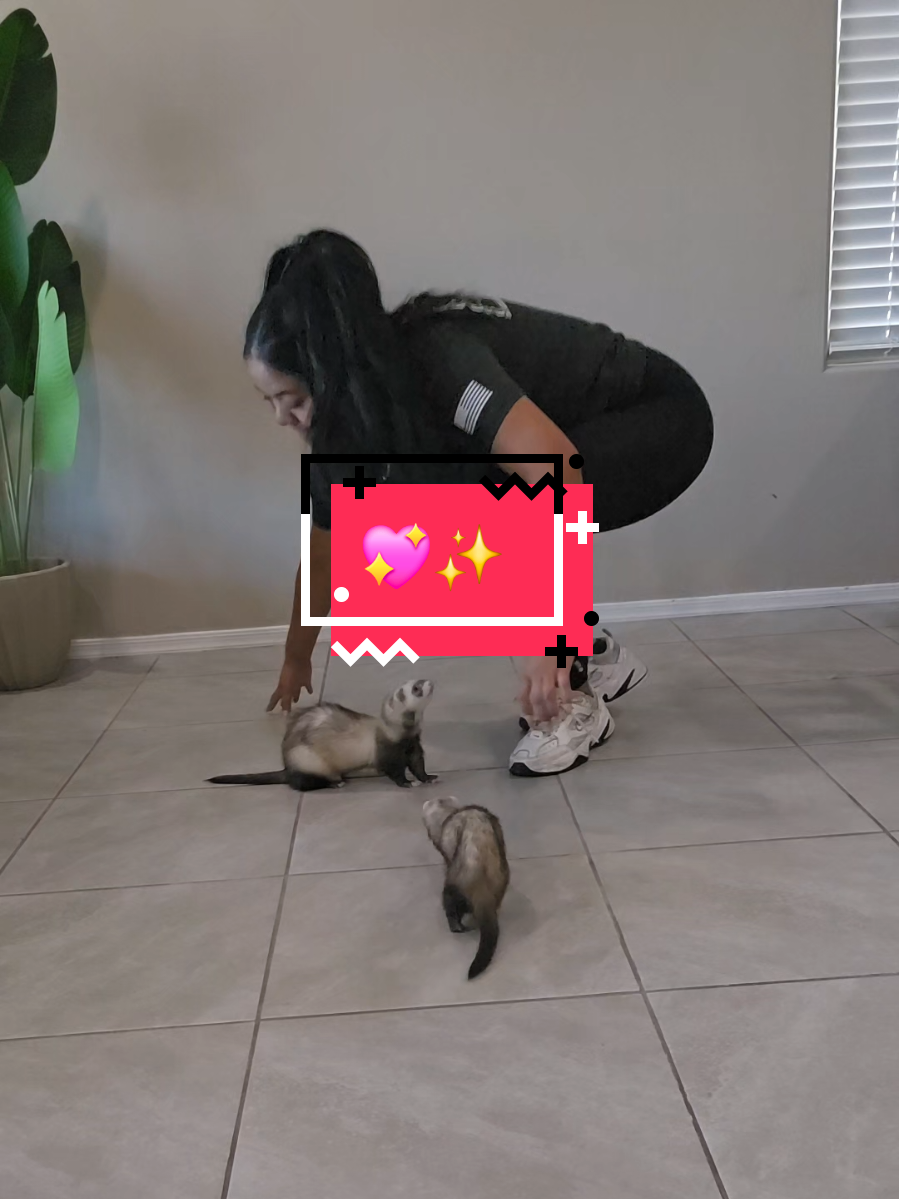 #hurones🥰🫶✨️💖💖💖 #mascotas 