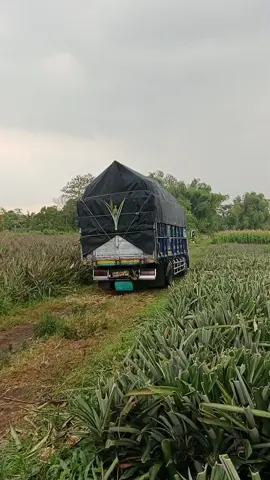 nanas 🍍🍍🍍🍍 🆘🚨🚨 pasar induk kramatjati yg di7 #kediri24jam #indonesiacepat🌶️ #cmic_indonesia #nanas #cmicdemakraya 