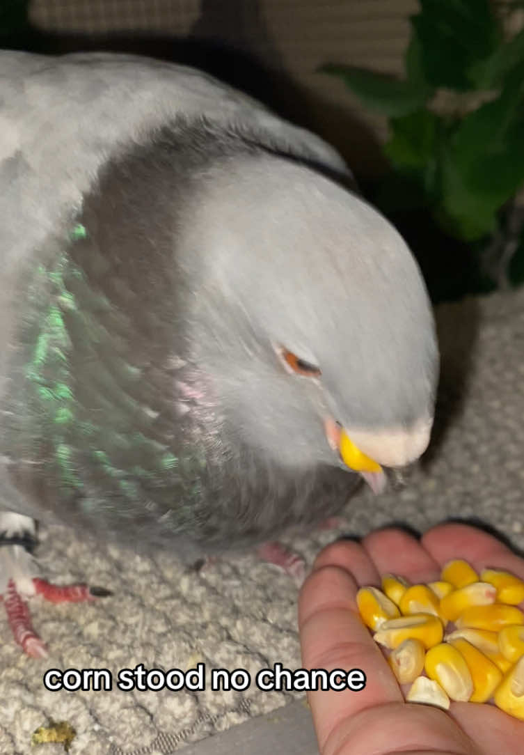 corn kernel swallowing speedrun new pb #petbirds #pigeontok #pigeons #petpigeon #fyp 