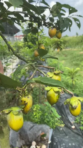 Cả nhà còn mỗi cây cuối cùng