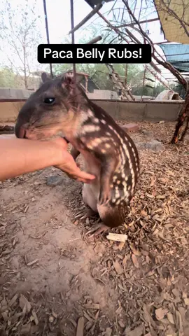 Lowland paca- she loves her belly rubs #mammals #animals #Love #squishy 