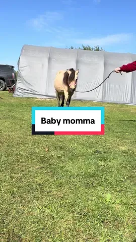 RELEASE THE CAPTIVE 🥲#pregnantmare