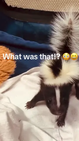 Baby Skunk Can’t Stop Jumping 😂🦨💥 Who knew they had THIS much energy!? #viral #FYP #ForYou #skunk #funnyanimals