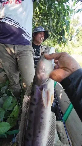 ini bukan mancing ikan tapi mancing kerusuhan @Sijalang @MANCING ROBIN 