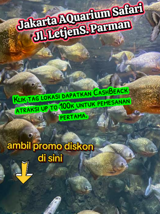 Jakarta AQuarium Safari Daerah Khusus Ibukota Jakarta  Indonesia Klik tag lokasi dapatkan CashBeack atraksi up to 100k untuk pemesanan pertama. #atraksiakhirpekan  #healingbarengkeluarga  #jelajahakhirpekan  #jakartaaquariumsafari  #jakarta 