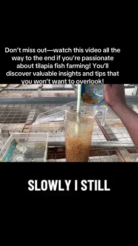 An Exciting Adventure in Tilapia Egg Collection! #deckshatchery #tilapiafish #tilapiafarming #fishfarming #aquaculture 