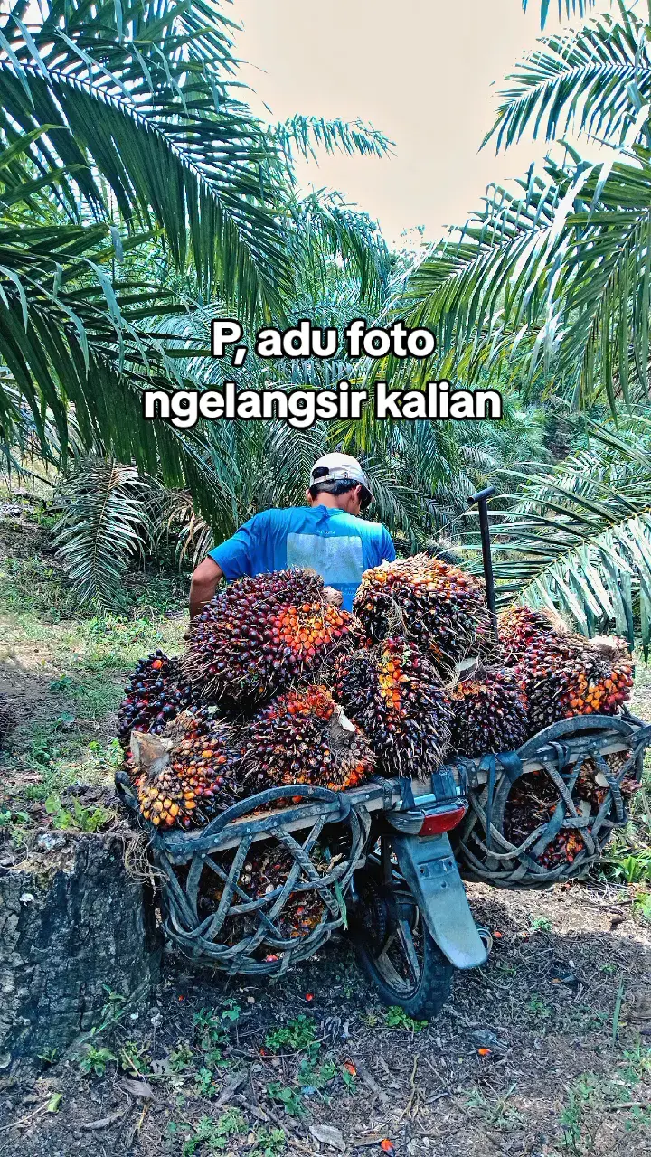 @Puja Priyadi #sawitontiktok #langsirsawit #tukanglangsirbuahsawit 