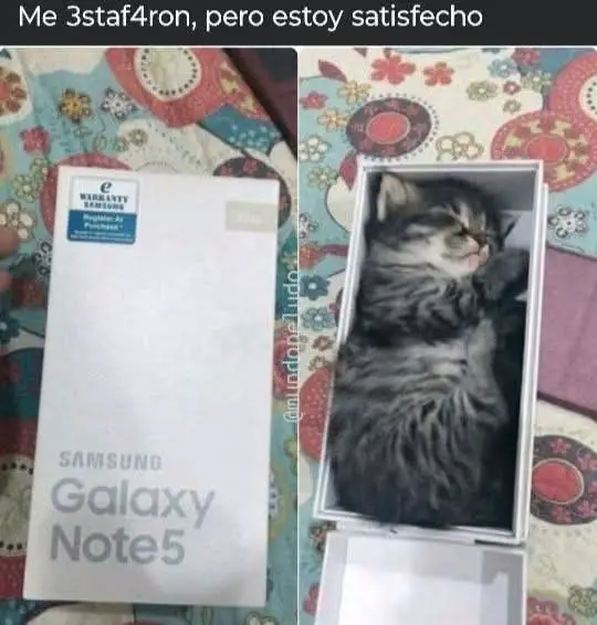 #viral #gatos