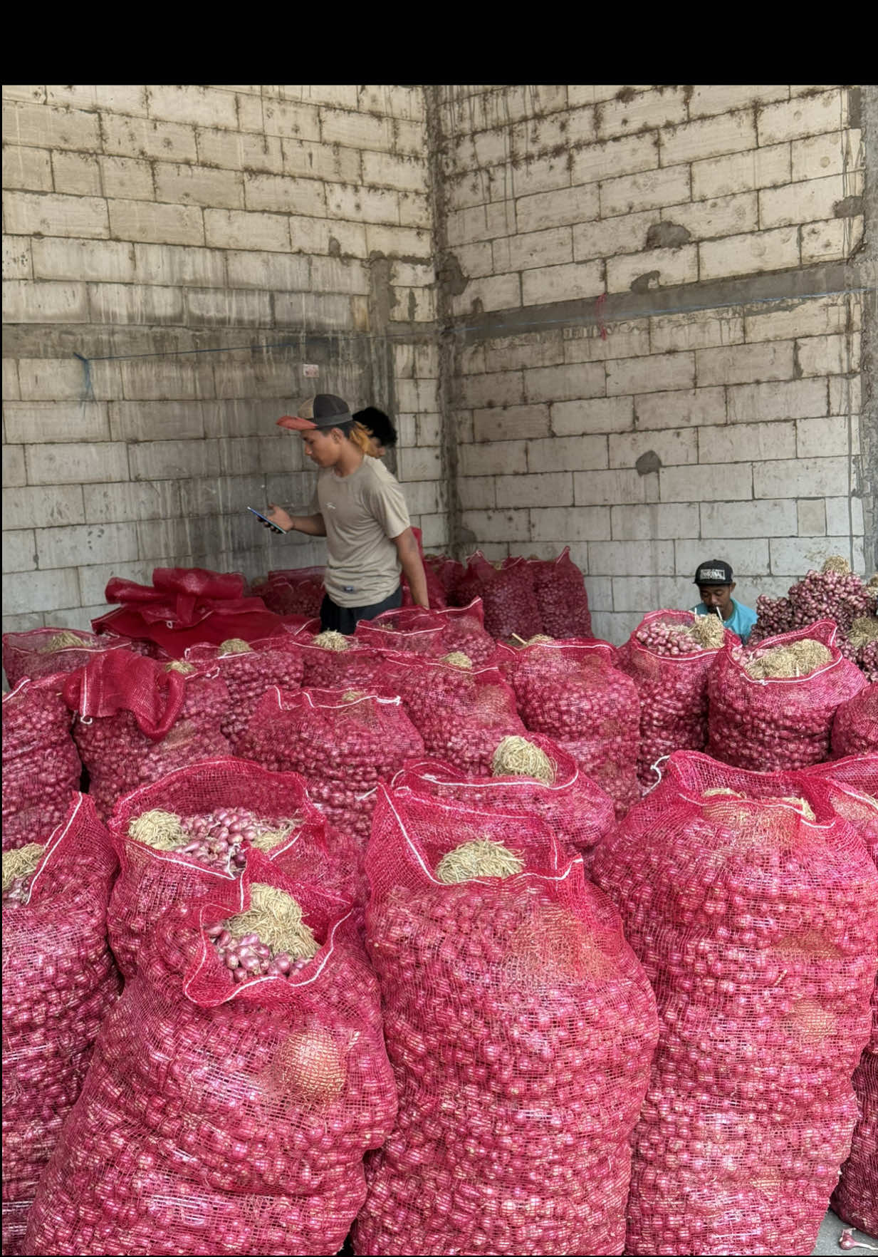 Bibit bawang merah biji panjang siap kirim sodara🚀 #petanimuda #bawangmerah 