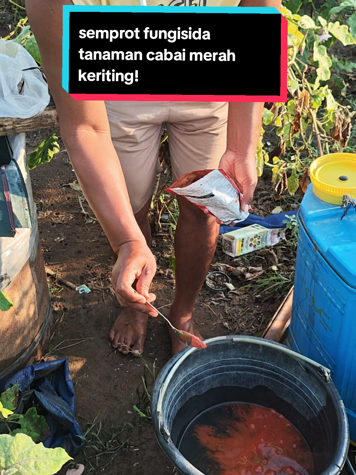 pencegahan penyakit busuk daun, barang, dan buah. serta kresek atau blast pada tanaman cabai merah keriting! menggunakan fungisida Nordox. 