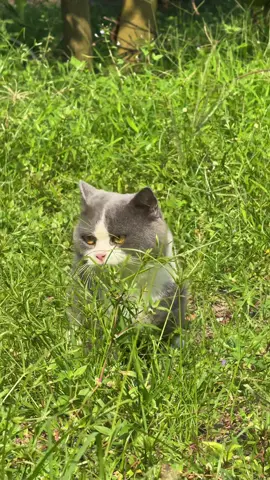 Quá nà chill, Meo Thúy về cê trồng rau nuôi 🐟 #pet #cat 