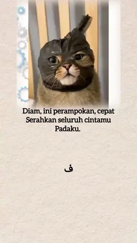 #laguarab #kucing #arabicsong 