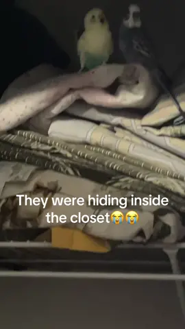 Helpp #creatorsearchinsights #fyp #budgie #fypageシ #parakeets 