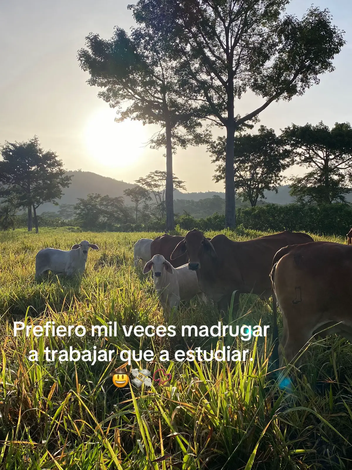 #paratiiiiiiiiiiiiiiiiiiiiiiiiiiiiiii #ranchitoquerido🤠🤎 #ganaderia🐂🐎 #puravida🤠💯 #consejos🧔🏻‍♂️🧏🏼‍♂️ 