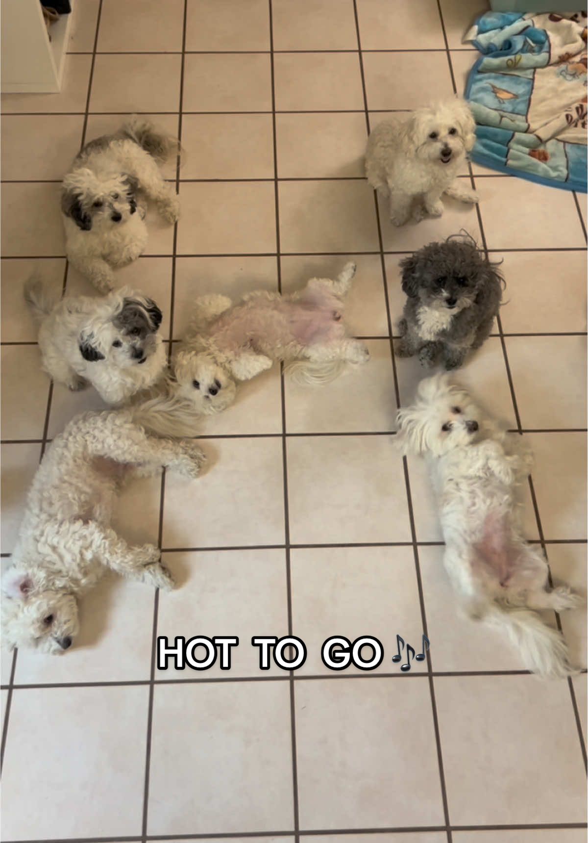 who wants to take us #hottogo 