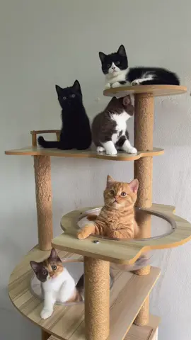 เข้าใจแล้วฮะ🖤🤎🧡#แมวบริติชช็อตแฮร์ #แก๊งบริติชช็อตแฮร์ #แมวดํา #แมวส้ม #แมวช็อคโกแลต 