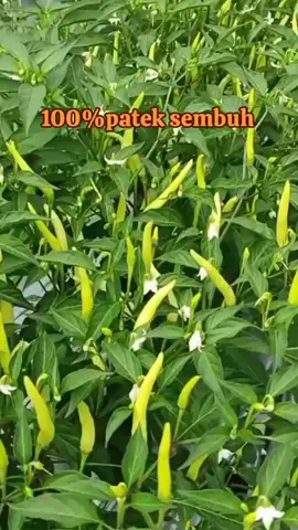 biyopatek pungisida bakterisida atasi patek layupusariyum busuk buah atow jamur #biyopatek #atasipenyakit #patek #layu#petaniindonesia🇮🇩🇮🇩🇮🇩🌿🌿 #pyfツ 