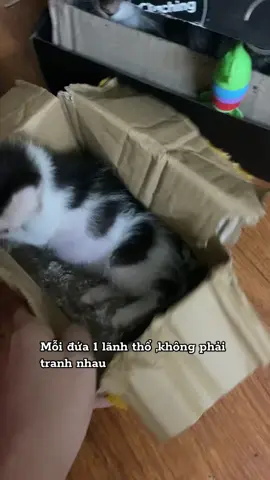 Dễ nuôi nhất #meotenbia #meotensua #xh #viral 