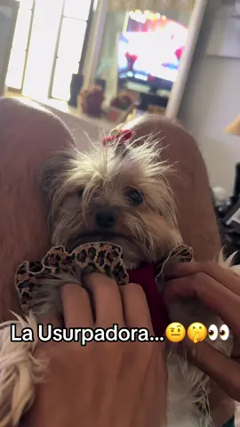 La que es perra es perra 🤣🤣😅😅😅 #fyp #fyp #paratii #virał #costarica 