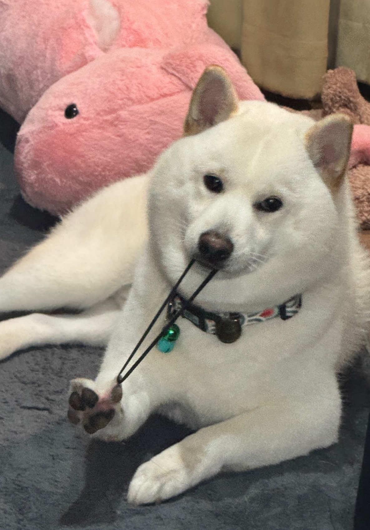 #titan #หมายางดีดปาก 