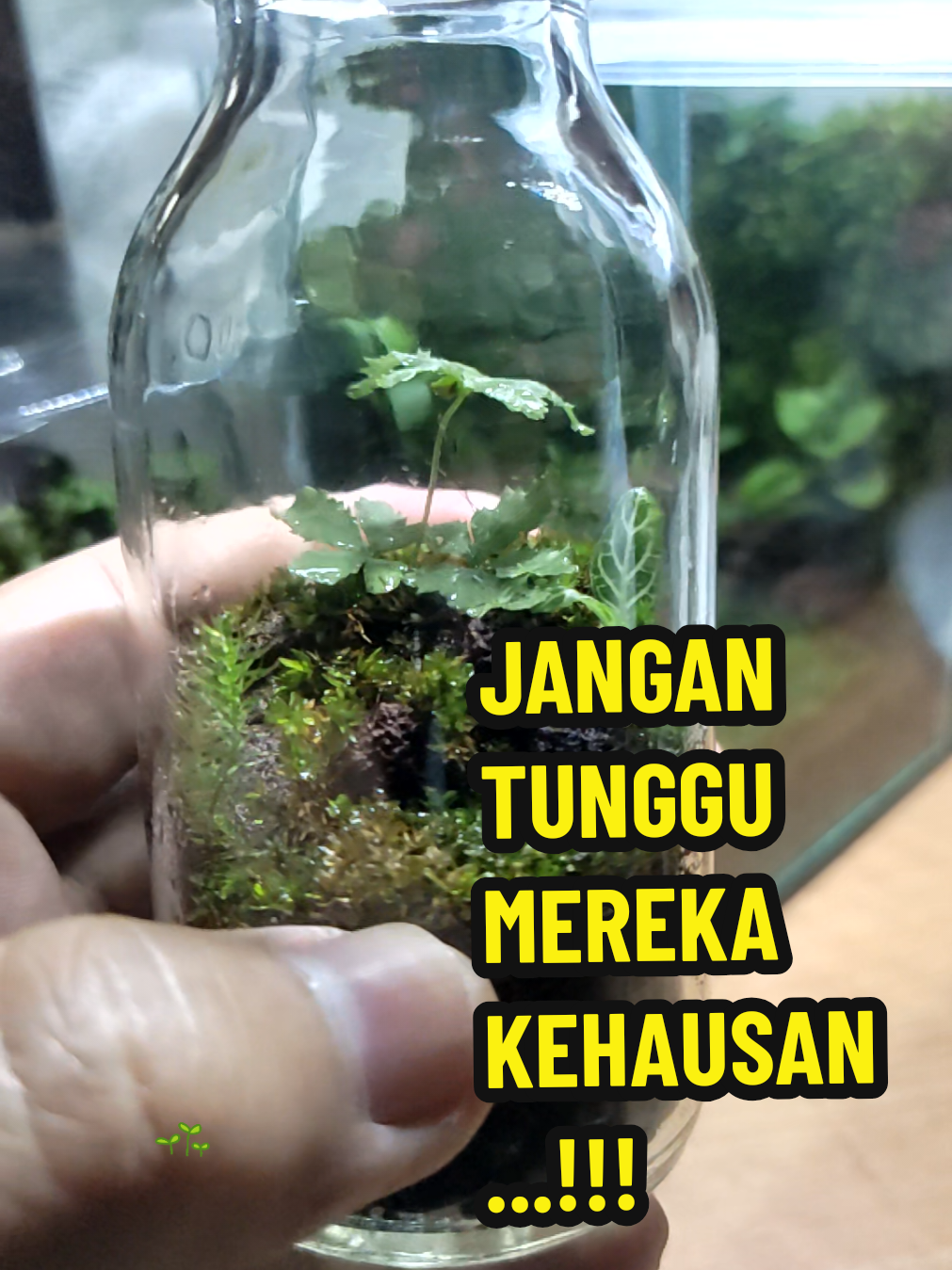 Jangan biarkan mereka kehausan #plants #terrarium #fyppppppppppppppppppppppp #viral #popular 