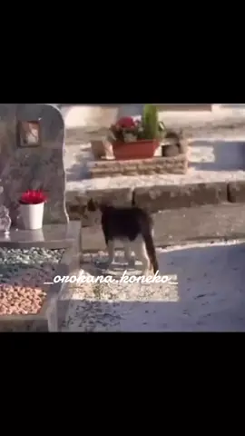 À méditer 🙏😇💪❤ aimer partager ou @ ❤🎁 #caractere #émotion #force #tristesse 