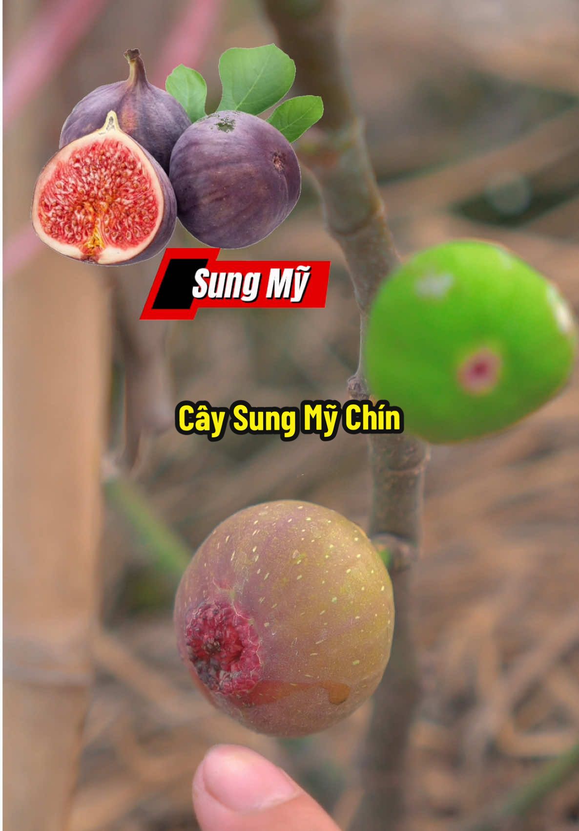 Cây Sung Mỹ Sẵn Trái, Trồng Là Có Ăn Luôn Nè #hienonha #sungmy 