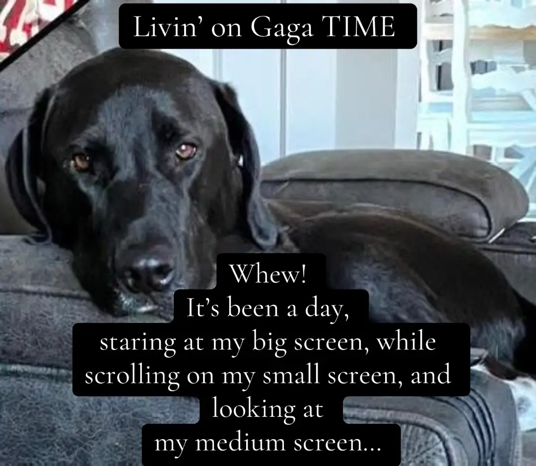 #dogsoftiktok #dogtok 