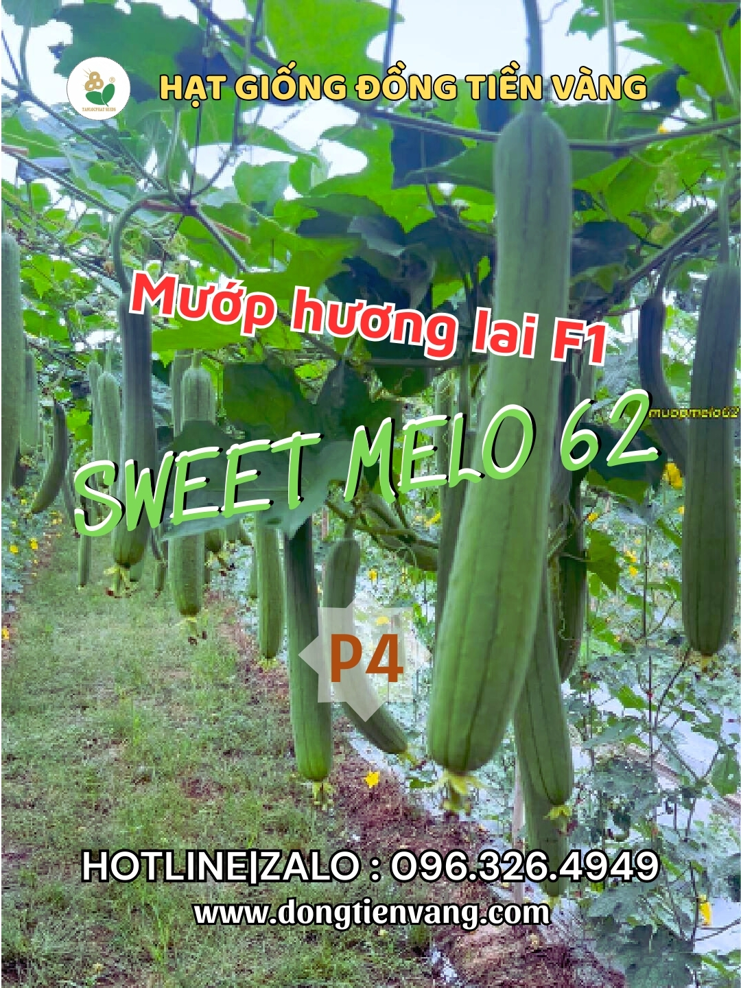 Mướp hương Melo 62 cây sinh trưởng khỏe, nhánh nhiều, đậu trái rất sai! #muophuong #melo62 #nongdan #lamnong #nongnghiep #hatgiongdongtienvang #hatgiong #kythuattrongcay #bophoveque #xuhuong #viral #trend