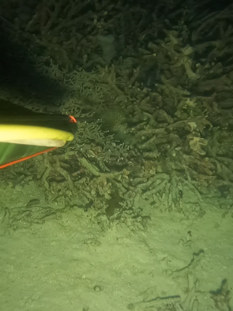 #night #spearfishing #grouper 