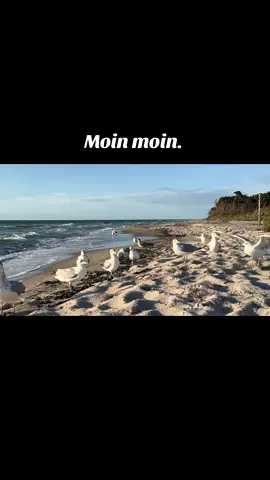 Guten Morgen. ☀️ Habt alle einen wunderschönen Samstag. 🤗🫶#ostseeliebe #Möwen#seagull #küstenkind #gutenmorgen 
