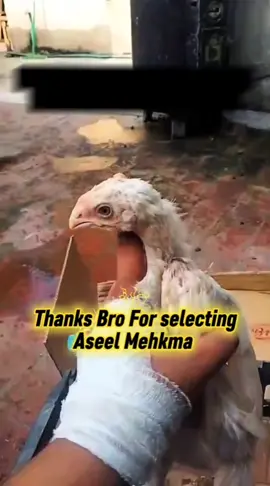 #AseelMehkmaByHamidAli #treanding #aseel #شوق 