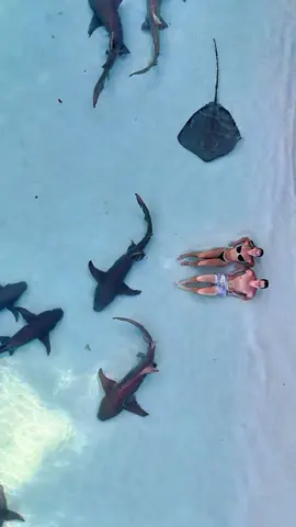 Where love meets the wild 🦈💙 (Shark beach 🦈🏝️ v.thinadhoo Maldives 🇲🇻)  🎥: @Shifaah1  #vaavuatoll #vaavuthinadhoo #sharkbeach #maldives #Love 