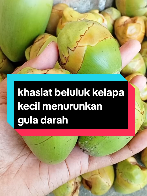 Beluluk kelapa kecil#beluluk#belulukkelapa#beluluktembulukcengkirkelapa 