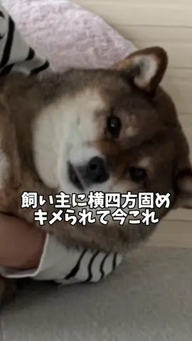 寝技かけられました🐻#