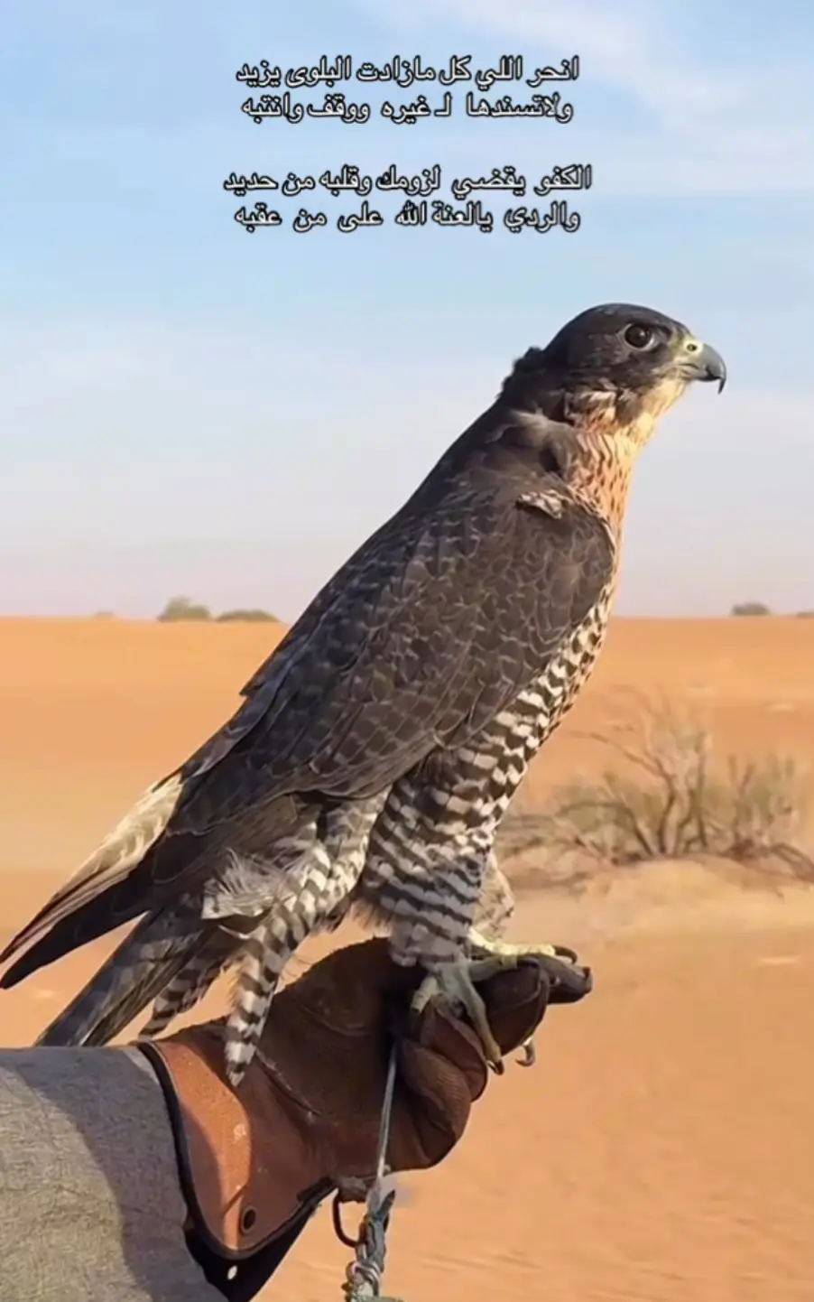 #ابيه_إكسبلور #اكسبلورexplore #اكسبلور_تيك_توك 