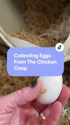 Egg Collecting Time🥚🐓  I love the beautiful egg colors my hens lay🤩🥚🐓#eggs #chickens #raisingchickens @Meyer Hatchery #mhambassador 