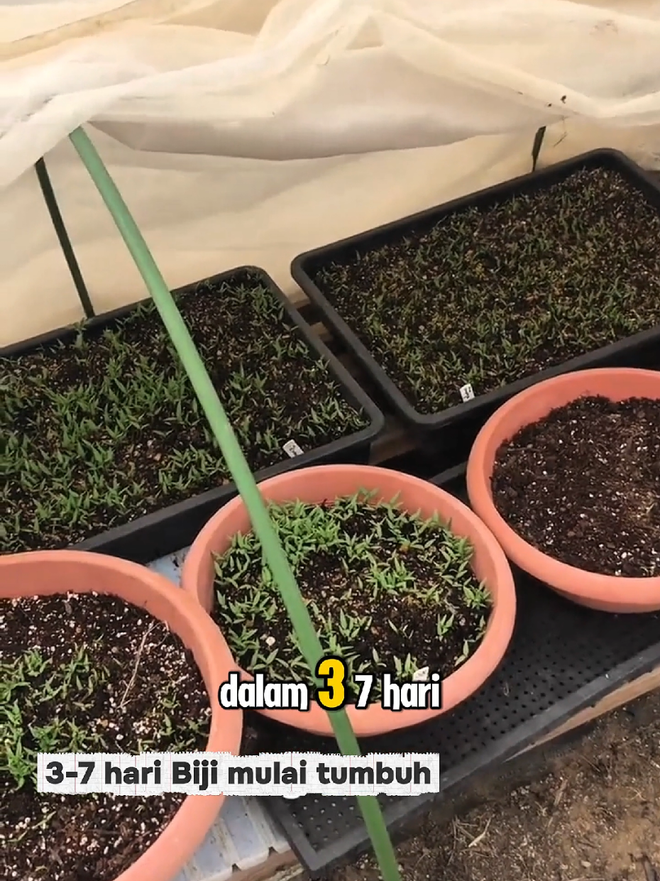 Tips semai bibit cabai agar tumbuh sehat dan subur #semaicabai #berkebun #tanamdirumah #fyp #cabaipedes