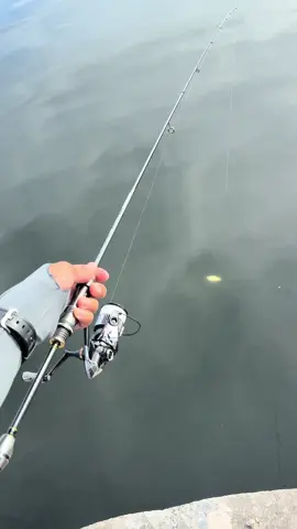 🤩Cast and let it sink 10 seconds, then Fish On🔥 Setup ; Rod : Tailwalk Ajist TZ S56/SL Reel : Shimano Vanquish 1000SSSPG Line : Daiwa Gekkabijin Type E 0.3 (1.5LB) Leader : Daiwa Gekkabijin Fluoro Leader (3lb) Jighead : Daiwa Gekkabijin SW Light Jighead SS OG 2g Sp : Tetra Works Pinpin 45mm #fishingtips #fishinglife #fyp #ajing #foryoupage