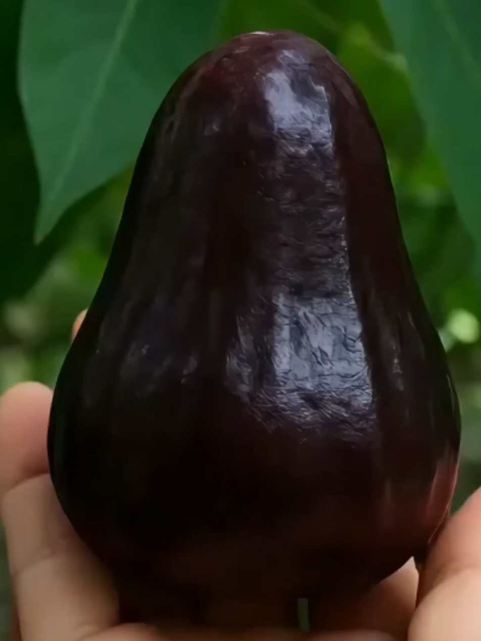 Bibit Jambu Hitam Black Guava hasil okulasi, cepat berbuah di usia 1 tahun.#BibitJambuHitam #BlackGuava #BibitBuah #TanamanBuah #TanamanRumahan 