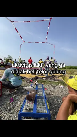 wkwkwkw #marpatikolongbrebes #cumajokiburung #merpatilovers #fypagee #fyppppppppppppppppppppppp 