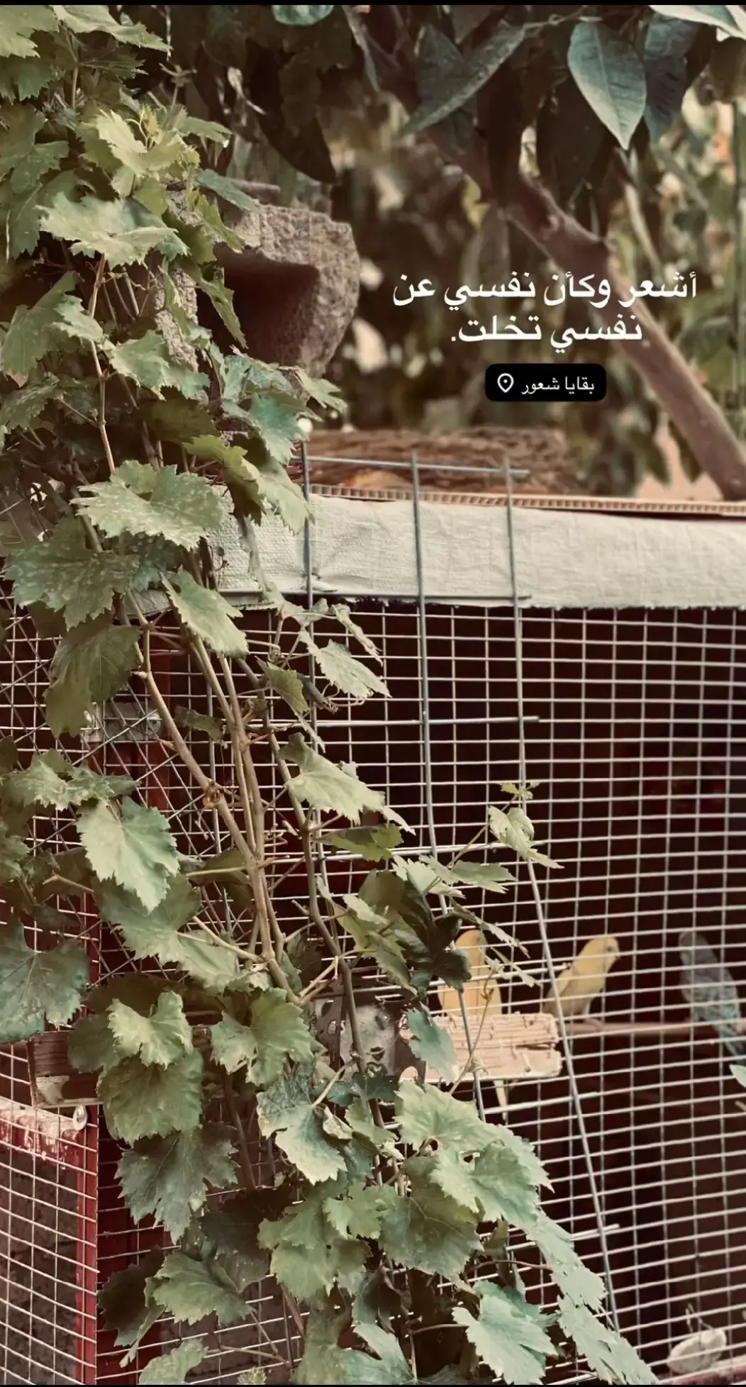 #تصويري #صور #لقطات #لايك__explore___ #fyp 