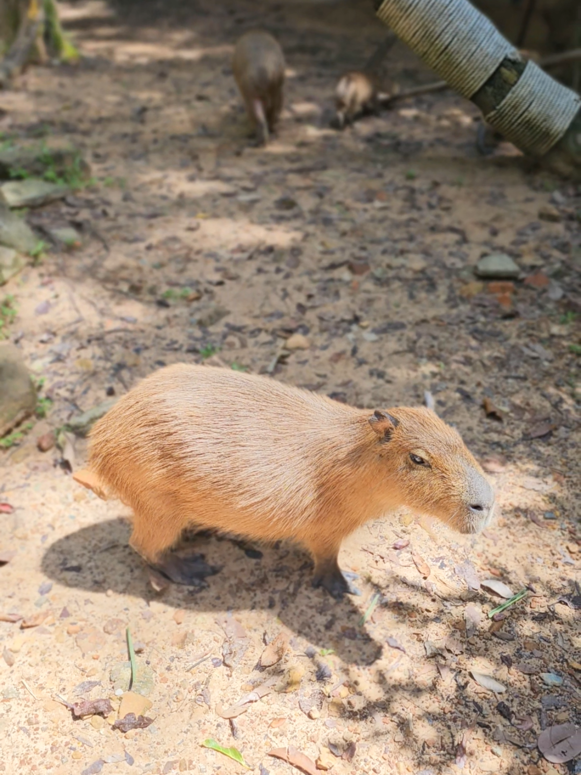 É, chuỗi nè #VinWonders #GreenCreator #dulich #vinpearlsafariphuquoc  #chuoi 